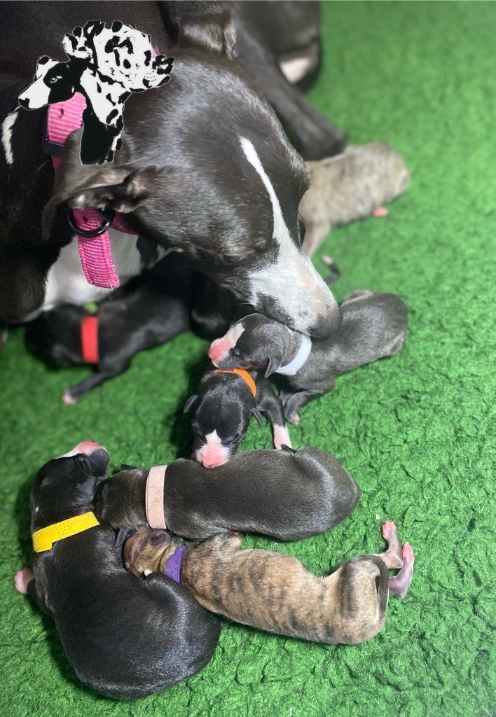 chiot Whippet des dalmats de la pierre sacrée