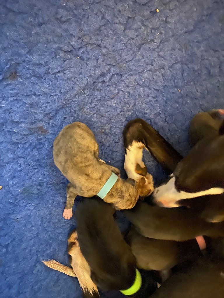 des dalmats de la pierre sacrée - Chiot disponible  - Whippet