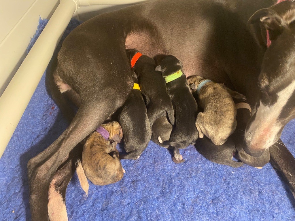 des dalmats de la pierre sacrée - Chiot disponible  - Whippet