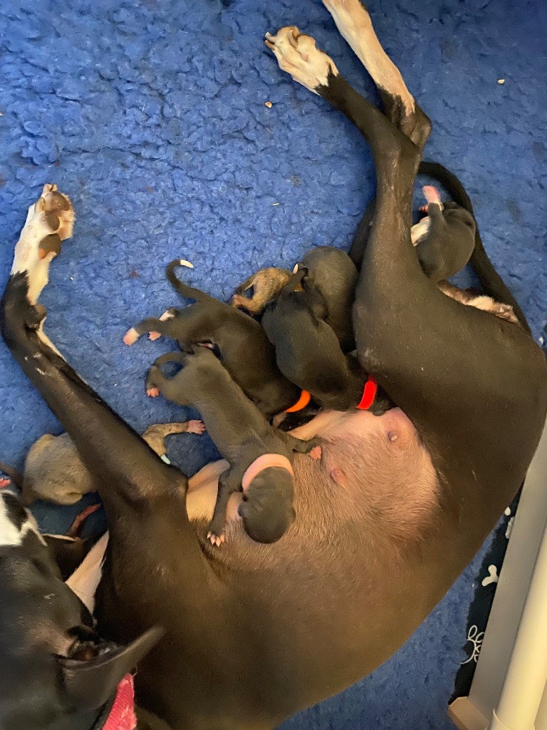 des dalmats de la pierre sacrée - Chiot disponible  - Whippet