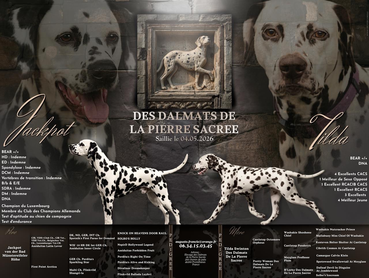 des dalmats de la pierre sacrée - Saillie
