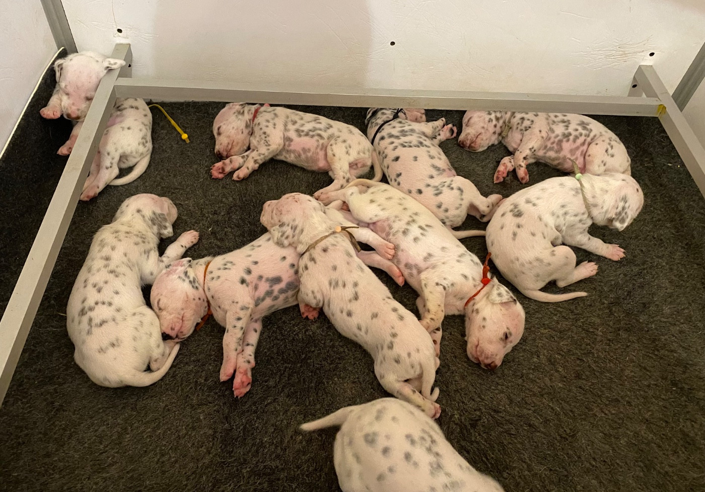 des dalmats de la pierre sacrée - Chiots disponibles - Dalmatien