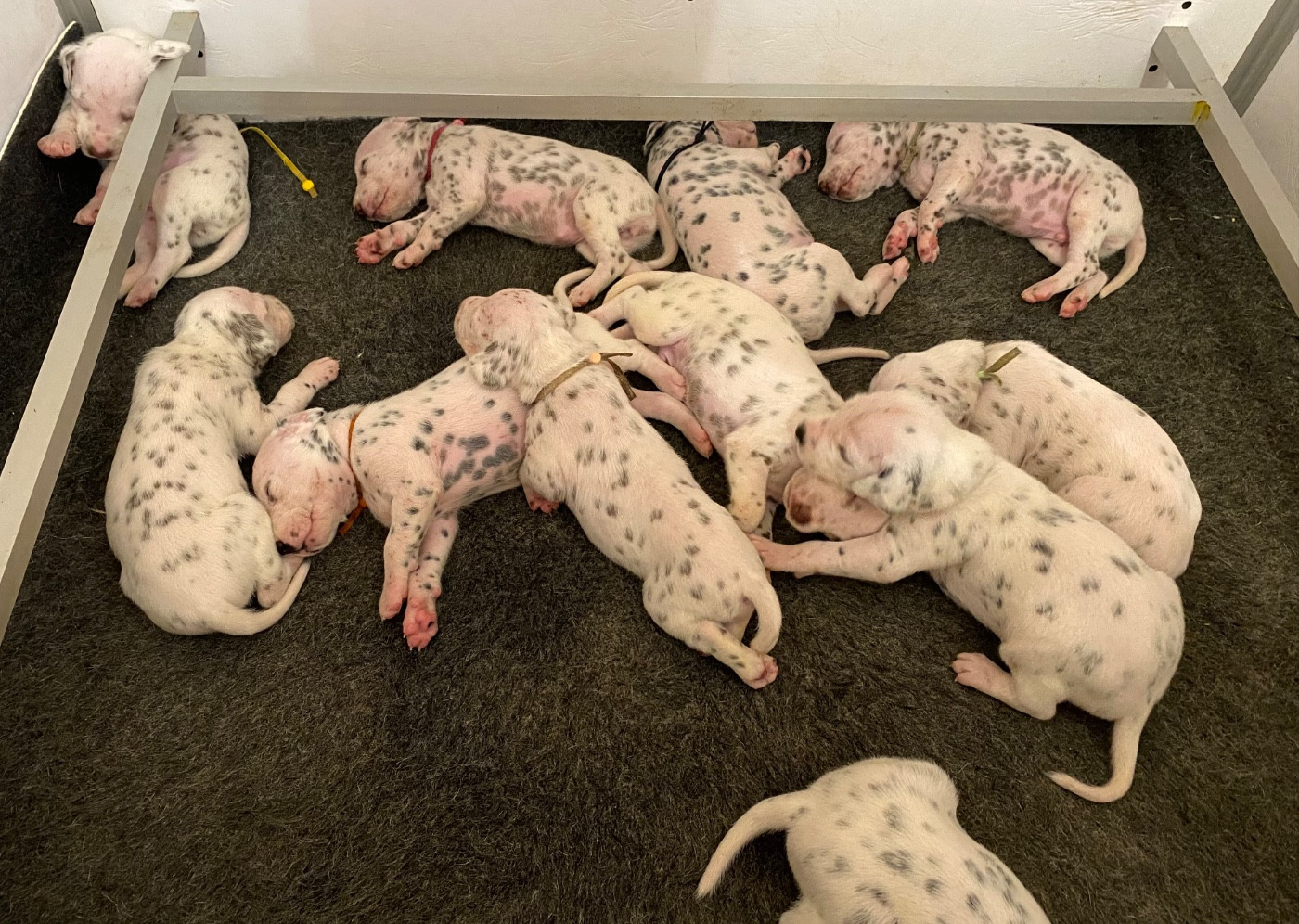des dalmats de la pierre sacrée - Chiots disponibles - Dalmatien