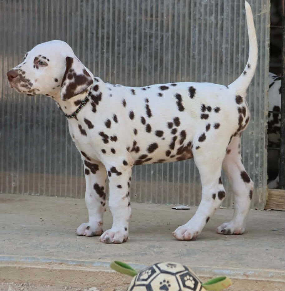 des dalmats de la pierre sacrée - Chiots disponibles - Dalmatien