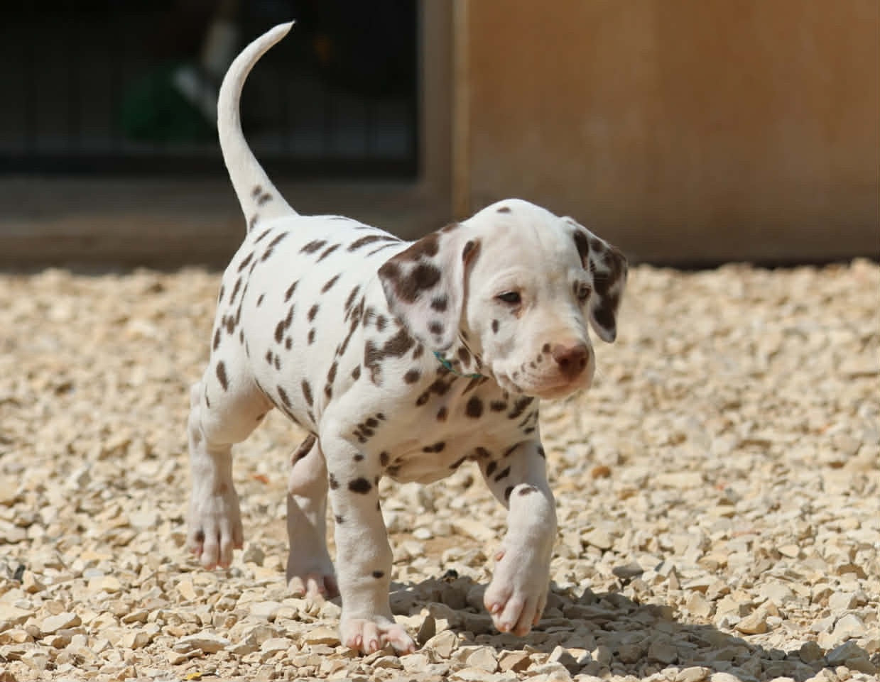 des dalmats de la pierre sacrée - Chiots disponibles - Dalmatien