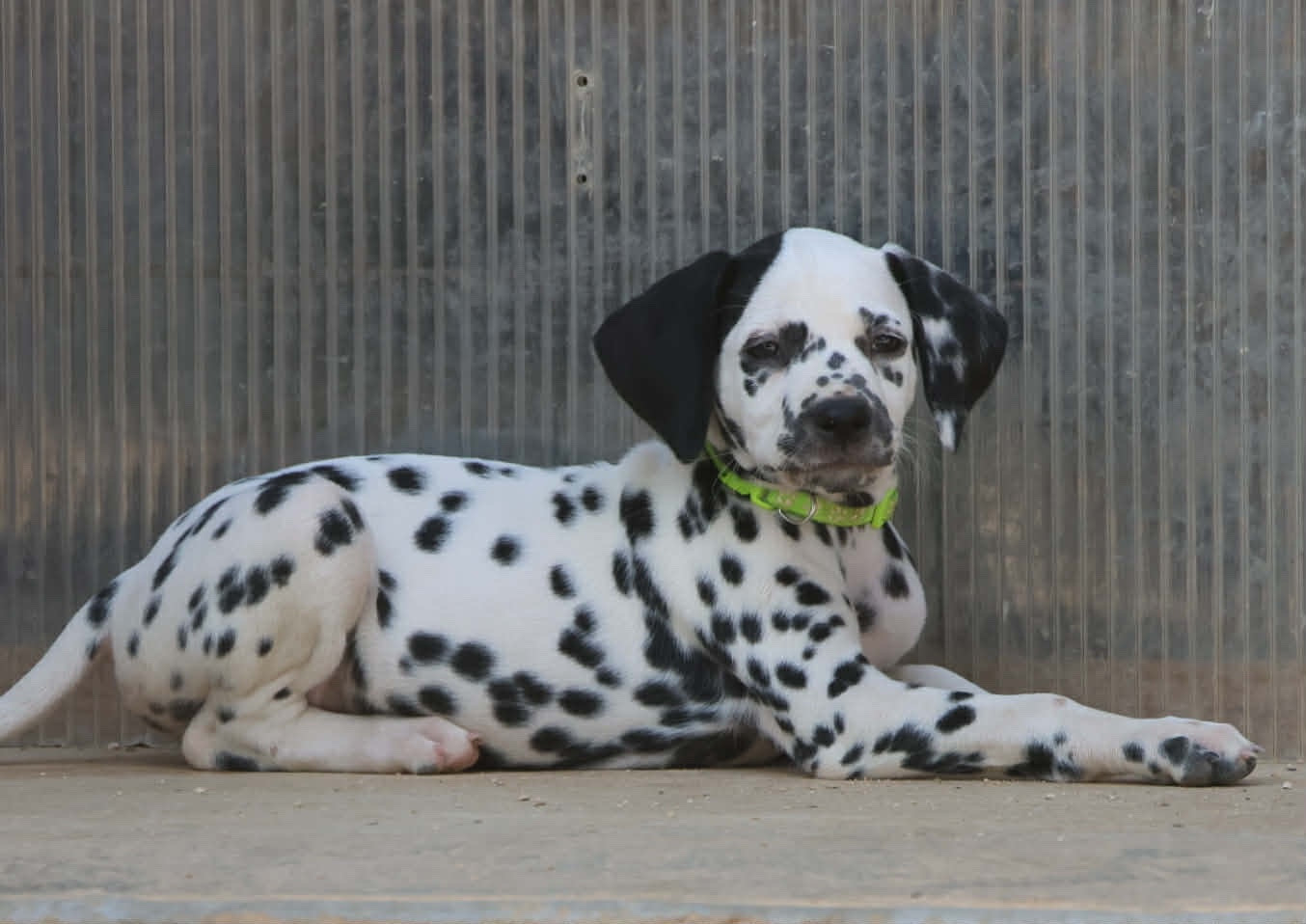 des dalmats de la pierre sacrée - Chiots disponibles - Dalmatien