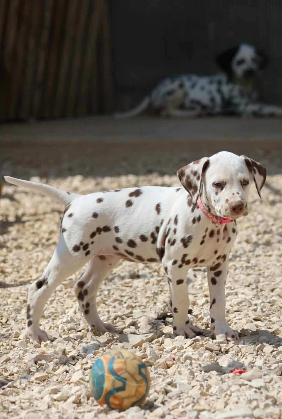 des dalmats de la pierre sacrée - Chiots disponibles - Dalmatien