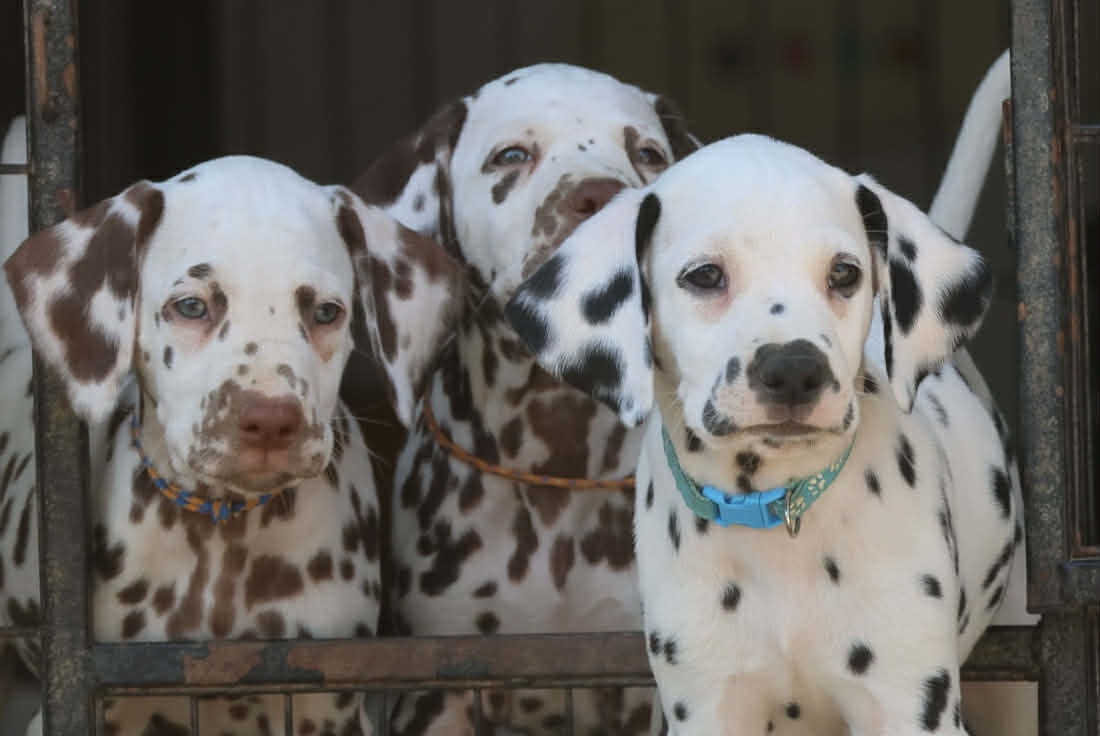 des dalmats de la pierre sacrée - Chiots disponibles - Dalmatien