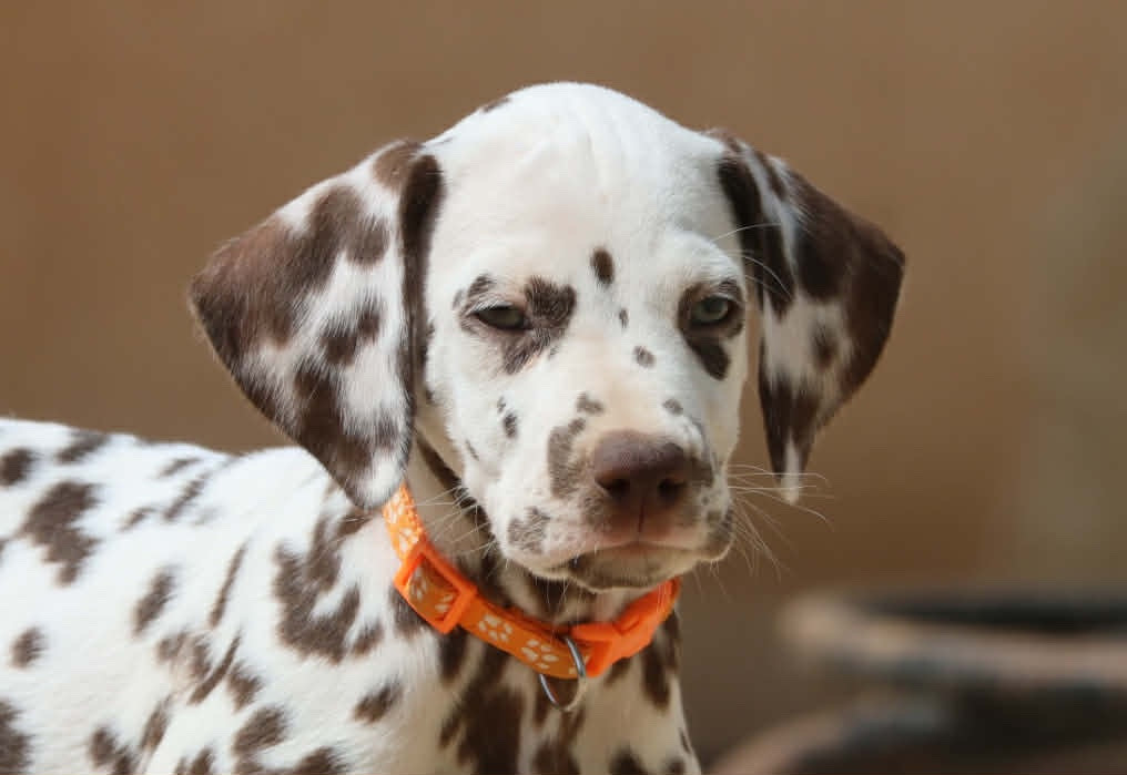 des dalmats de la pierre sacrée - Chiots disponibles - Dalmatien