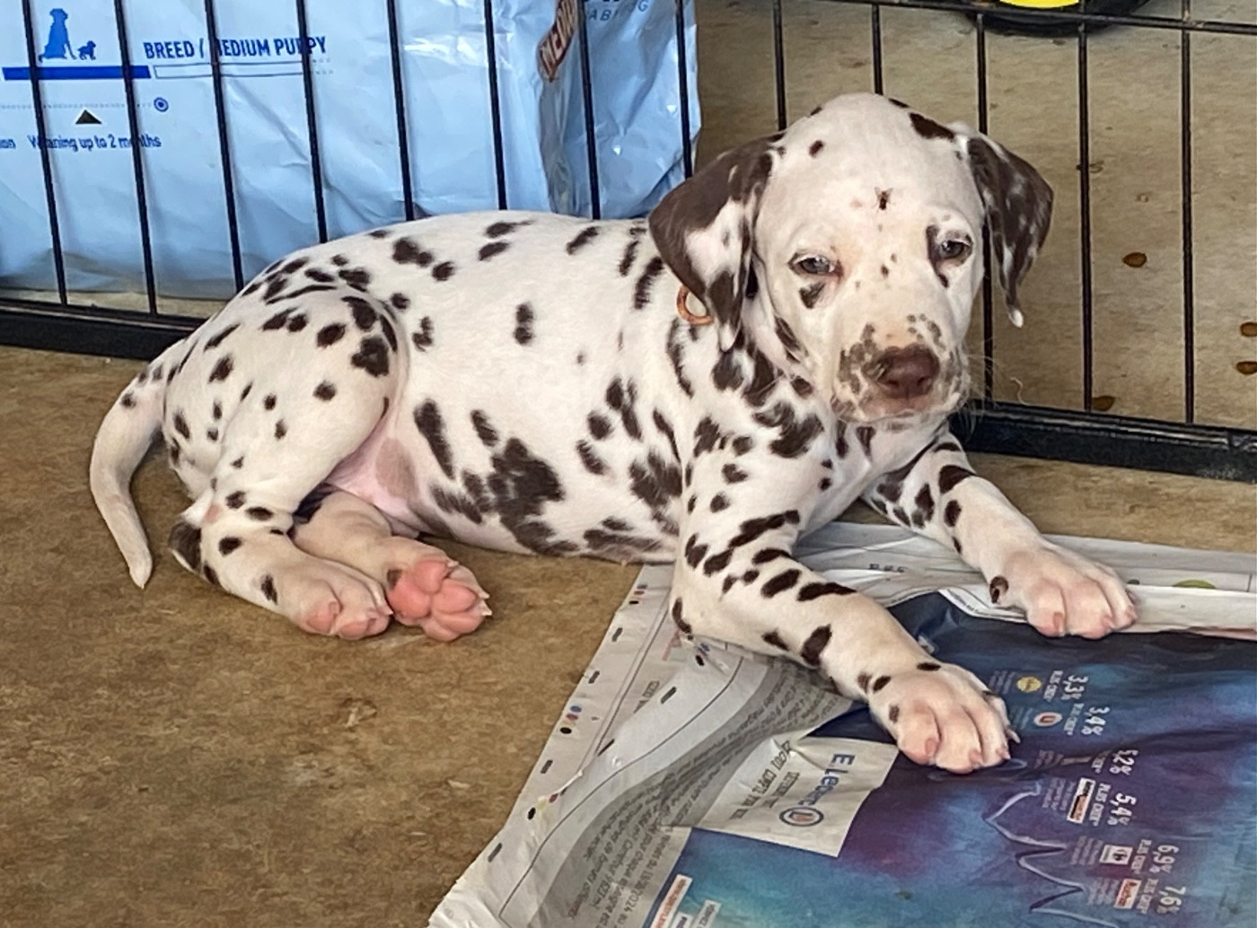 des dalmats de la pierre sacrée - Chiots disponibles - Dalmatien