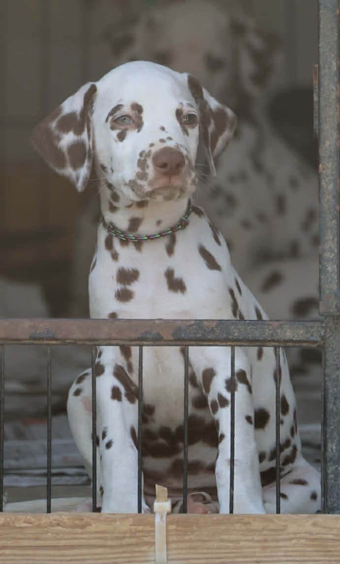 des dalmats de la pierre sacrée - Chiots disponibles - Dalmatien