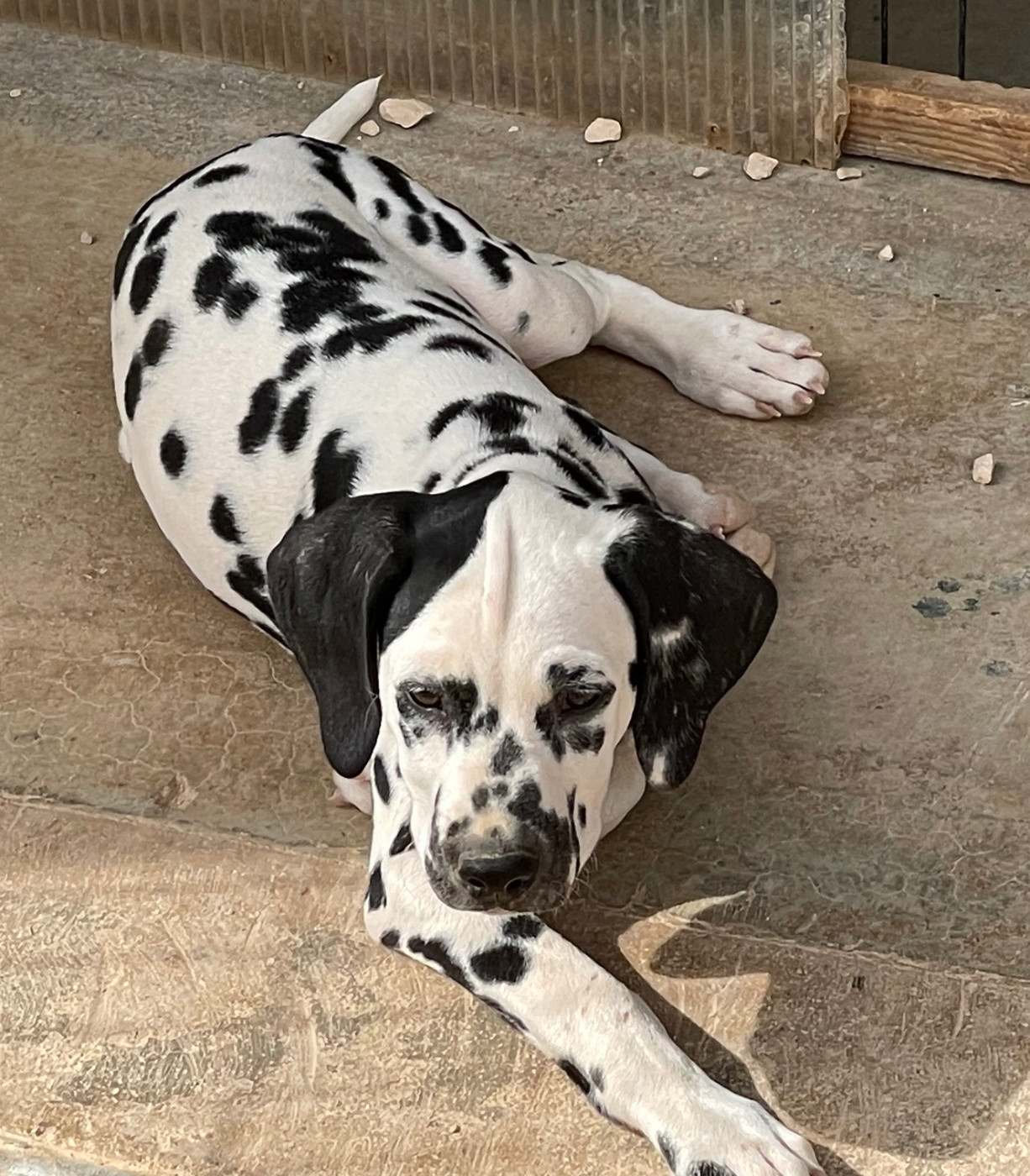 des dalmats de la pierre sacrée - Chiots disponibles - Dalmatien