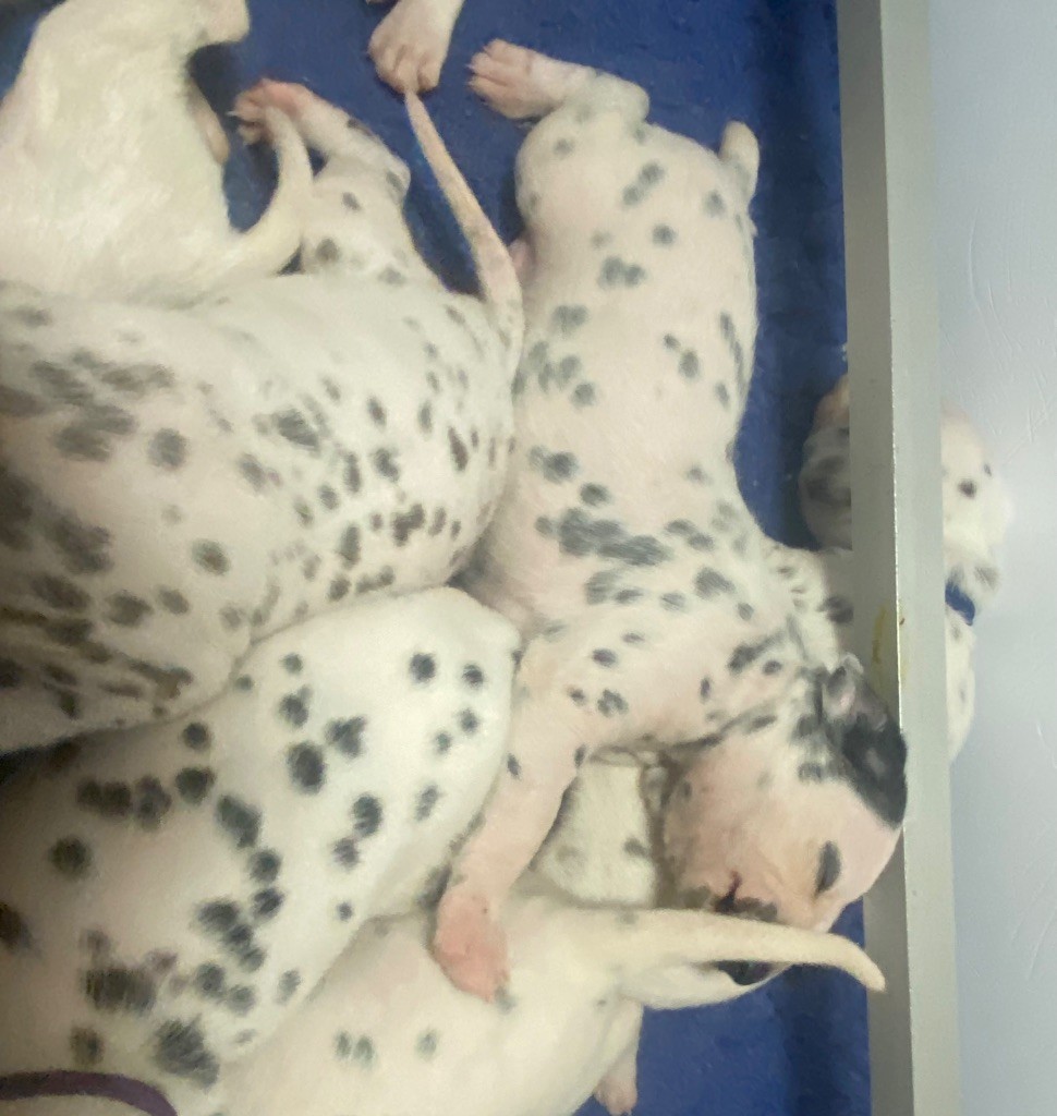des dalmats de la pierre sacrée - Chiots disponibles - Dalmatien