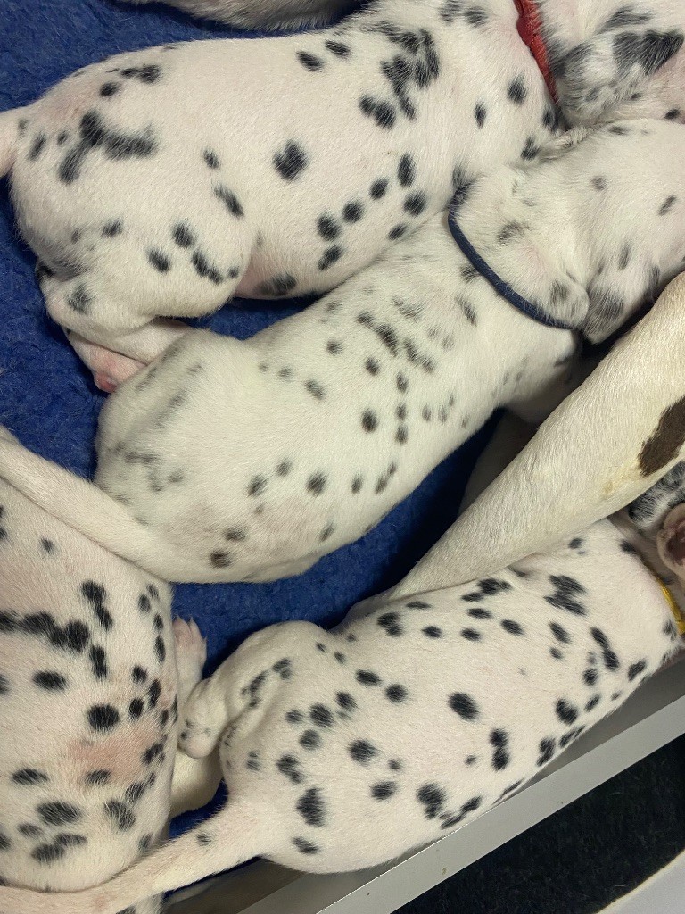 des dalmats de la pierre sacrée - Dalmatien - Portée née le 08/05/2025