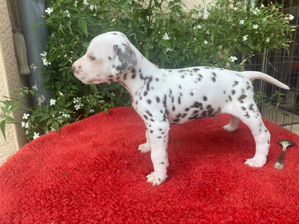 des dalmats de la pierre sacrée - Chiots disponibles - Dalmatien