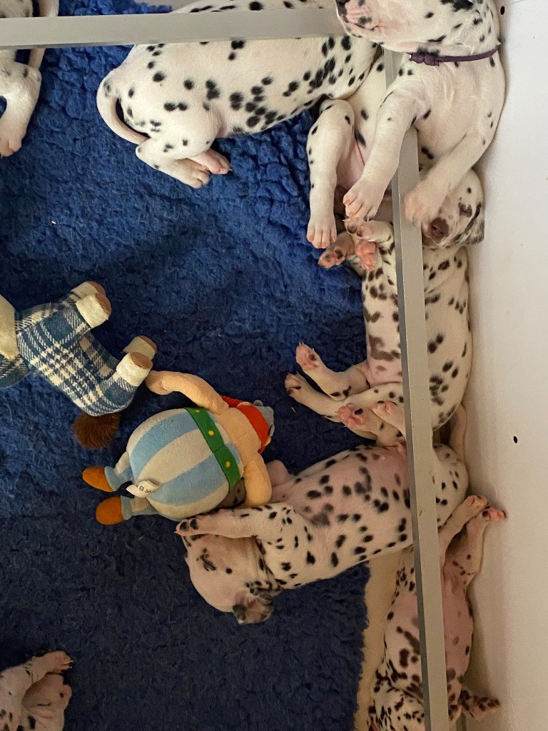 des dalmats de la pierre sacrée - Chiots disponibles - Dalmatien