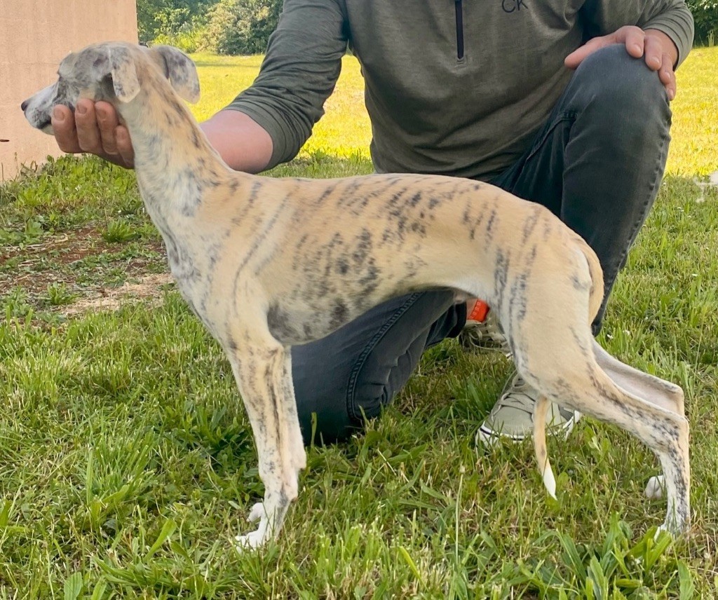 des dalmats de la pierre sacrée - Chiots disponibles - Whippet