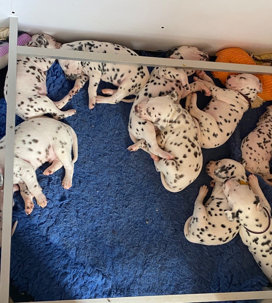 des dalmats de la pierre sacrée - Chiots disponibles - Dalmatien