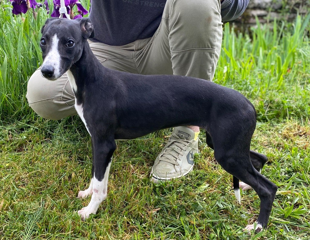 des dalmats de la pierre sacrée - Chiots disponibles - Whippet