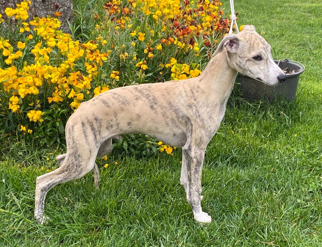 des dalmats de la pierre sacrée - Chiots disponibles - Whippet