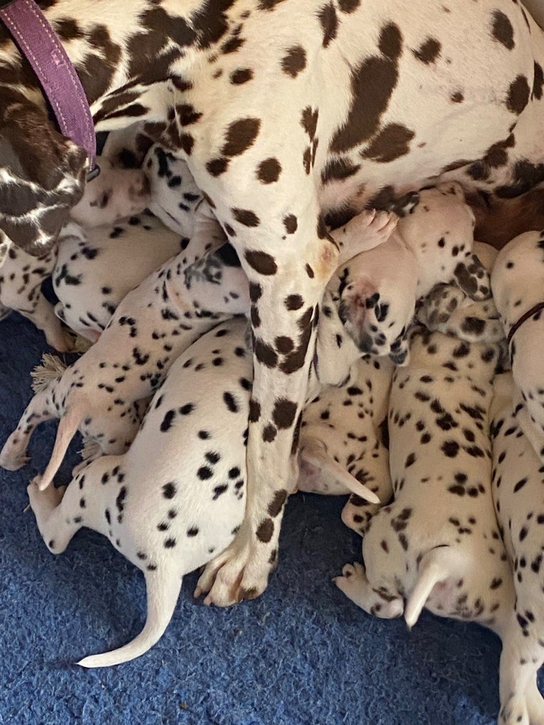 des dalmats de la pierre sacrée - Dalmatien - Portée née le 08/05/2025