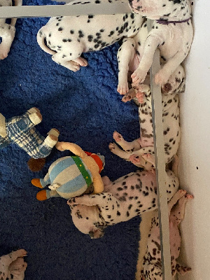 CHIOT