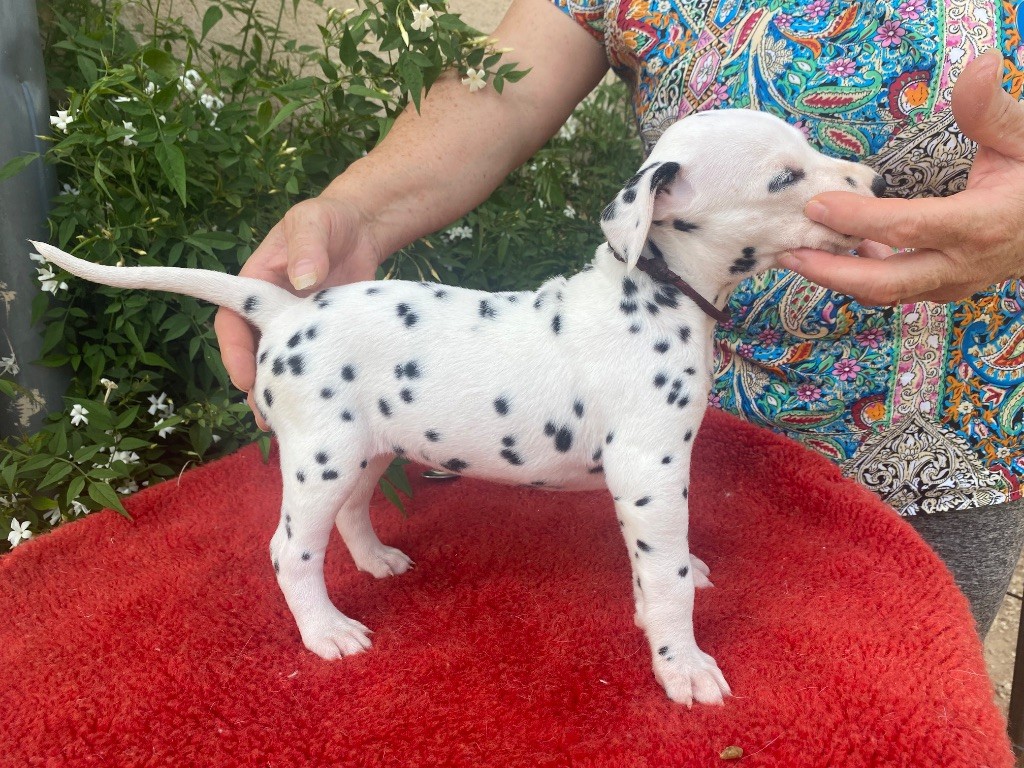 des dalmats de la pierre sacrée - Chiots disponibles - Dalmatien