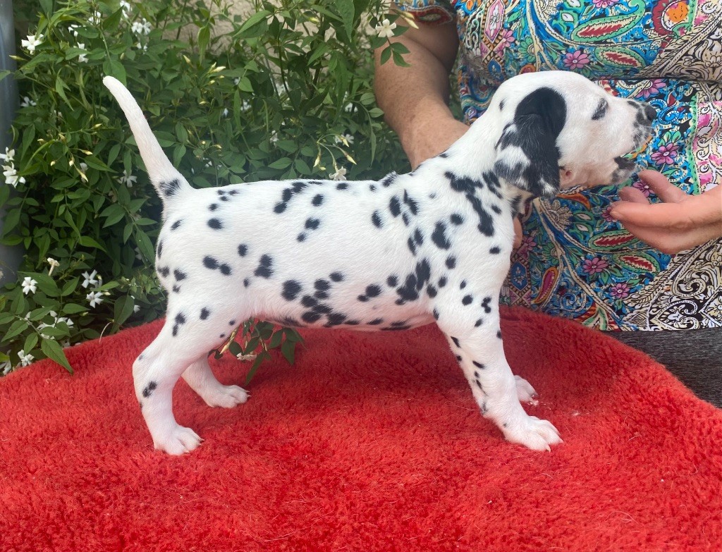 des dalmats de la pierre sacrée - Chiots disponibles - Dalmatien