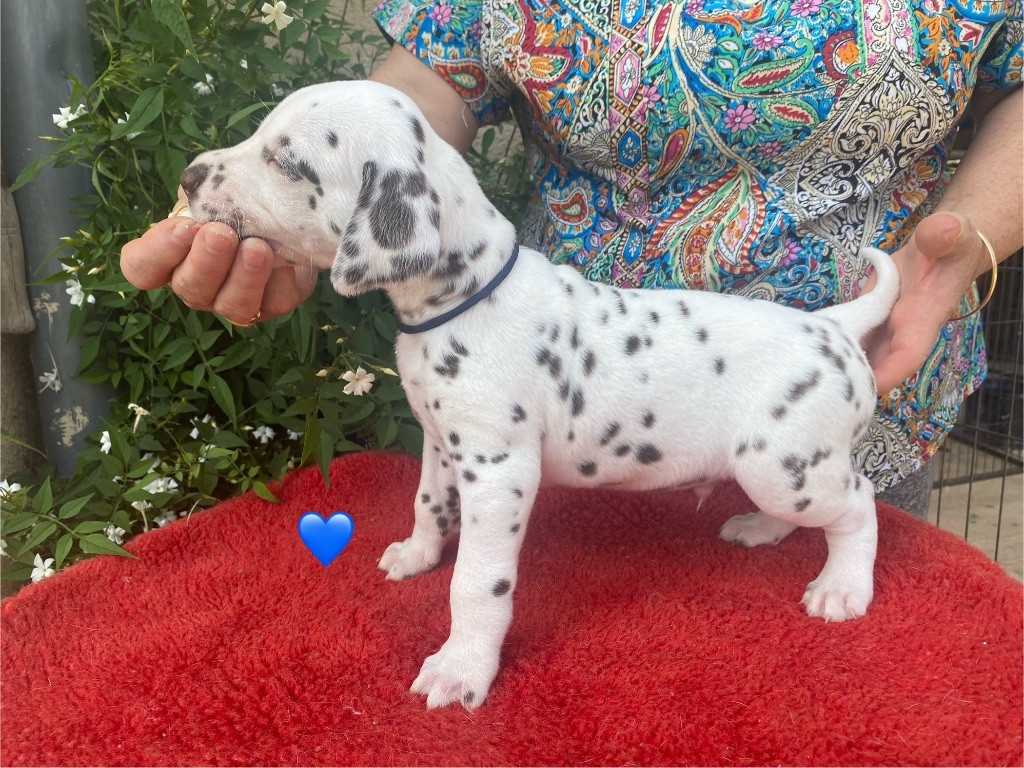 des dalmats de la pierre sacrée - Chiots disponibles - Dalmatien