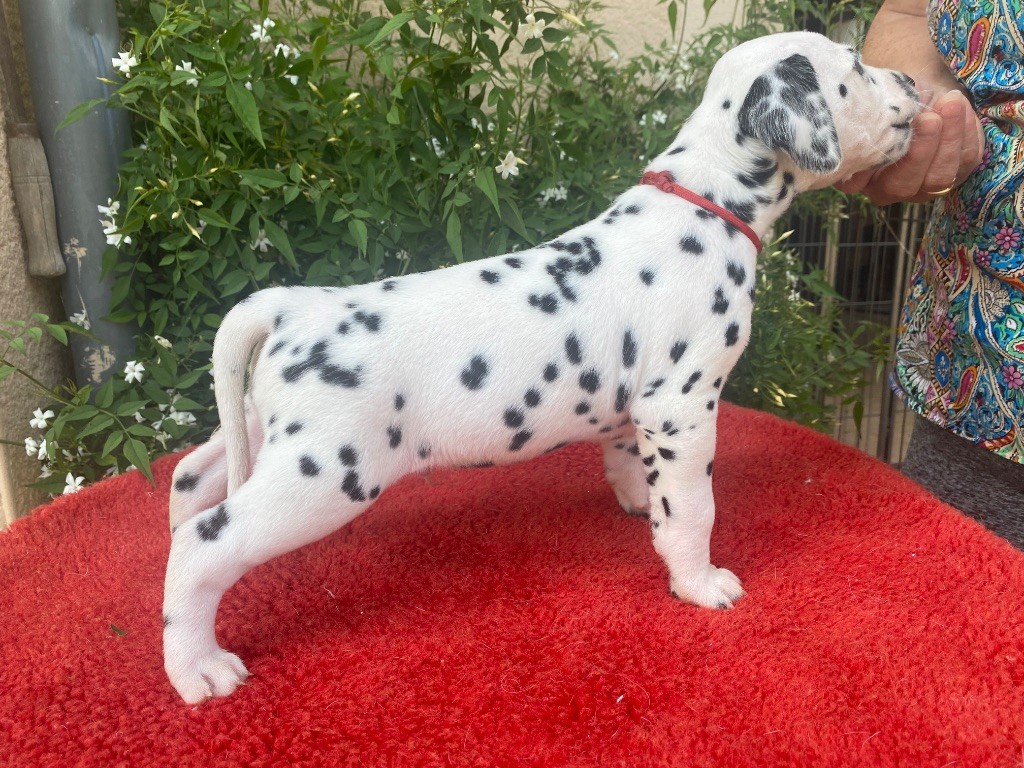 des dalmats de la pierre sacrée - Chiots disponibles - Dalmatien